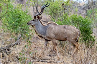 Male greater kudu (Tragelaphus strepsiceros) in Kruger NP, South Africa, Africa