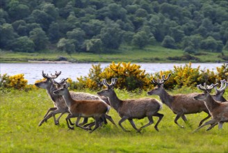 Herde Rothitsche in Schottland | Herd of red deer stags with their antlers in velvet along the side