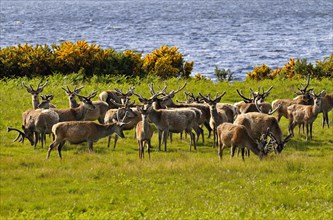 Herde Rothitsche in Schottland | Herd of red deer stags with their antlers in velvet along the side