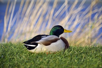 Male mallard duck or drake with a background of rushes and blue water, Loch Fleet, Sutherland,