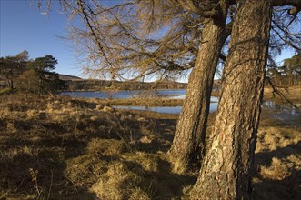 A group of bare larch trees under a deep blue winter sky along the southern shores of Loch Tulla,