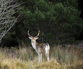 Fallow deer in woodland in Strath Tummel, Perthshire, Scotland, UK