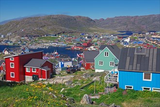 Colourful houses, flowering meadow, barren mountains, Qaqortoq, Greenland, Denmark, North America