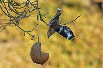 Hawfinch with open wings hanging on branch near food bowl looking down left