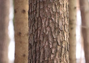 Scots pine (Pinus sylvestris), detail of the trunk in front of spruce trunks, play with depth of