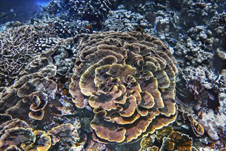 Small polyp stony coral, (Montipora florida), Wakatobi Dive Resort, Sulawesi, Indonesia, Asia