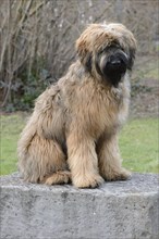 Briard, young, 8 months old
