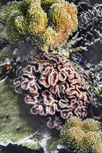 Smooth flower coral (Eusmilia fastigiata), Wakatobi Dive Resort, Sulawesi, Indonesia, Asia