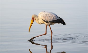 Yellow-billed stork (Mycteria ibis) in the water looking for food, at sunrise, Sunset Dam, Southern