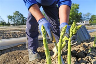 Agriculture asparagus harvest: Predominantly Romanian harvest workers harvest green asparagus in a
