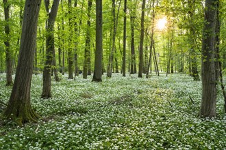 A deciduous forest with white flowering ramson (Allium ursinum) in spring in the evening sun with a