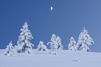 Snow-covered fir trees with moon, twilight, winter, Ammergau Alps, Upper Bavaria, Bavaria, Germany,