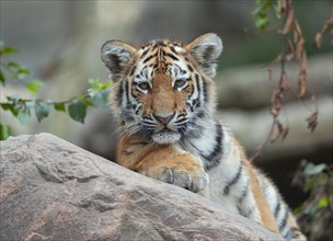 Siberian tiger (Panthera tigris altaica), young, portrait, captive, Germany, Europe
