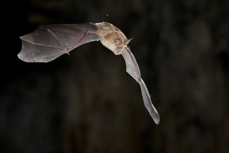 Greater horseshoe bat (Rhinolophus ferrumequinum) in flight, bat threatened with extinction in