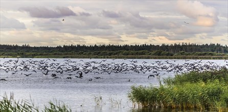 Flock of great cormorant (Phalacrocorax carbo) on the run, Filso Nature Reserve, Henne Kirkeby,