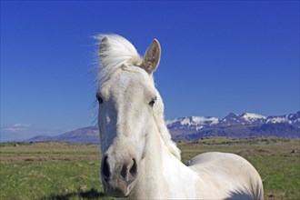 White Icelandic horse looks curiously into the camera, wide landscape and snow-covered mountains,