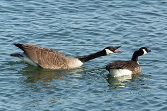 Canada goose two birds with open beak and stretched neck swimming side by side in water on the