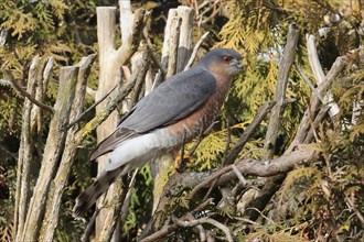 Male sparrowhawk sitting in garden hedge looking right