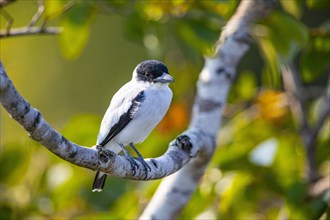 Black-crowned Tityra (Tityra inquisitor inquisitor) Pantanal Brazil