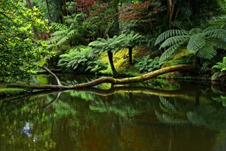 Tranquil pond reflects a fallen tree trunk and ferns, Terra Nostra Park, Furnas, Sao Miguel,