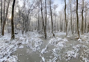 Alluvial forest in sunshine with ice and snow, at Lindensee, Ruesselsheim am Main, Hesse, Germany,