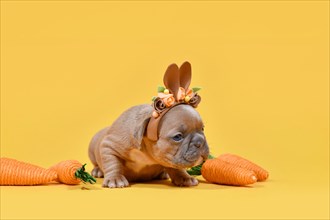 Tiny fawn French Bulldog dog puppy dressed up as Easter bunny with rabbit ears headband and carrots