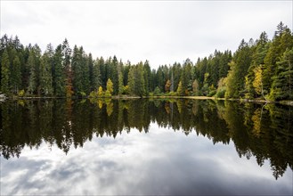 Lake and autumn forest, Mathisleweiher, near Hinterzarten, Black Forest, Baden-Wuerttemberg,