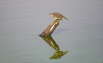 Mangrove heron (Butorides striata atricapilla), sitting on a tree stump in the water and lurking