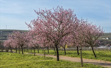 Flowering almond trees (Prunus dulcis), Siebeldingen, German Wine Route, Rhineland-Palatinate,