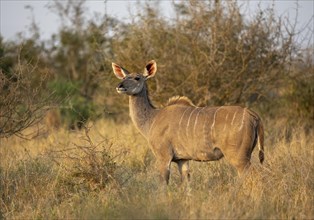 Greater Kudu (Tragelaphus strepsiceros) in dry grass, adult female in evening light, alert, Kruger