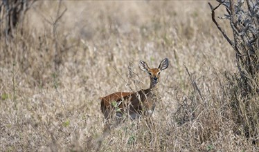 Steenbok (Raphicerus campestris) in tall grass, alert, adult female, Kruger National Park, South