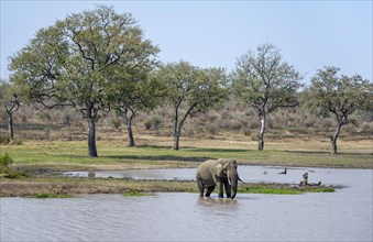 African elephant (Loxodonta africana), bull standing in the water at a lake, Kruger National Park,