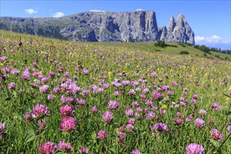 Alpine meadow with flowers in front of mountains in the sun, summer, alpine clover (Trifolium