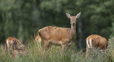 Red deer (Cervus elaphus) hind, red deer standing on a forest meadow, captive, Germany, Europe