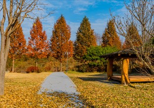 Fall leaves on sidewalk in front of wooden covered picnic shelter in public park in South Korea