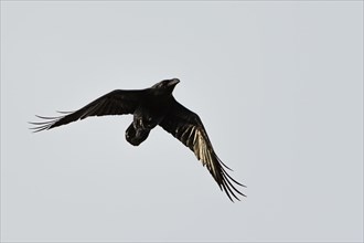 Common Raven, Corvus corax, bird in flight on sky over marshes