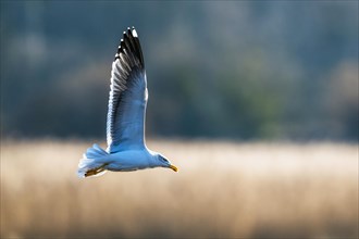 Yellow Legged Gull, Larus michahellis, bird in flight over marshes at sunrise