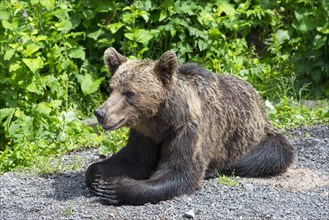 A relaxed brown bear lying on the ground with green vegetation in the background, European brown