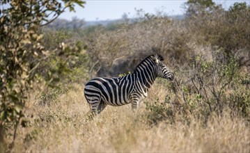 Plains zebra (Equus quagga) in dry grass, African savannah, Kruger National Park, South Africa,