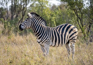 Plains zebra (Equus quagga) in dry grass, adult male, African savannah, Kruger National Park, South