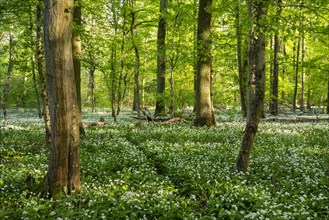 A narrow path leads through a sunny deciduous forest with white flowering ramson (Allium ursinum)