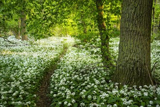 A path leads through a deciduous forest with white flowering ramson (Allium ursinum) in spring in