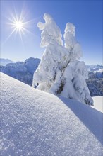 Winter landscape and snow-covered trees in front of mountains, winter, Sonnenstern, Tegelberg,