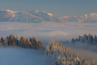 Mountain peak above clouds in the evening light, snow, winter, forest, view from Blomberg to