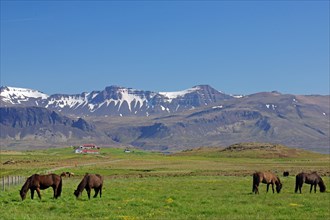 Icelandic horses in a vast landscape, high, snow-covered mountains, Snaefelsnes, Iceland, Europe