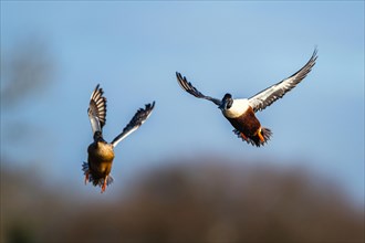 Northern Shoveler, Spatula clypeata, pair of birds in flight over marshes