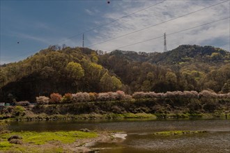 River landscape with row of cherry blossom trees on far bank under blue cloudy sky