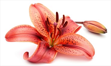 Pink lily flower on white background. Flat lay, top view AI generated
