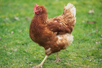 Domestic chicken hen female standing in green grass looking left