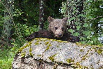 A curious brown bear young looks over a moss-covered stone, European brown bear (Ursus arctos